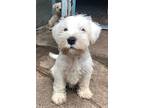 Milk, Terrier (unknown Type, Medium) For Adoption In San Francisco, California