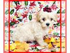 Maltipoo PUPPY FOR SALE ADN-840336 - Autumn