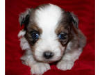 Miniature Australian Shepherd PUPPY FOR SALE ADN-840330 - Ivy Litter