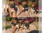 Boxer PUPPY FOR SALE ADN-840318 - Boxer Pups Born Sept 8th