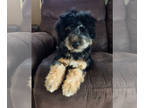 Aussiedoodle Miniature PUPPY FOR SALE ADN-840314 - Aussiedoodle