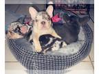 French Bulldog PUPPY FOR SALE ADN-840297 - Designer