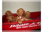 Vizsla PUPPY FOR SALE ADN-840286 - AKC Vizsla Puppies