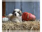 Great Pyrenees PUPPY FOR SALE ADN-840285 - Great Pyrenees