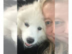 Samoyed PUPPY FOR SALE ADN-840276 - Beautiful baby boy Samoyed