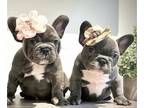 French Bulldog PUPPY FOR SALE ADN-840275 - The FrenchEttes
