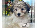 Poodle (Miniature) PUPPY FOR SALE ADN-840251 - Poodle puppies