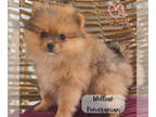 Pomeranian PUPPY FOR SALE ADN-840240 - Pomeranian puppies