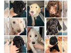 Labradoodle-Poodle (Standard) Mix PUPPY FOR SALE ADN-840236 - Labradoodle Pups