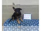 German Shepherd Dog PUPPY FOR SALE ADN-840217 - German Shepherd Puppies