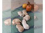 Labrador Retriever PUPPY FOR SALE ADN-840213 - AKC LABRADOR RETRIEVER PUPPIES