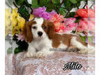 Cavalier King Charles Spaniel PUPPY FOR SALE ADN-840165 - Milo from World Class