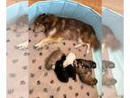 Pomsky PUPPY FOR SALE ADN-840162 - Keemah and Sashas Litter