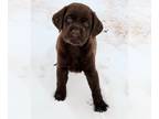 Labrador Retriever PUPPY FOR SALE ADN-840080 - READY DEC WHITE GOLDADORS