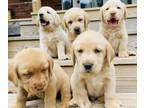 Labrador Retriever PUPPY FOR SALE ADN-840078 - AKC Certified Yellow Lab Puppy