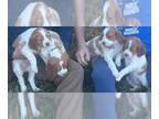 Brittany PUPPY FOR SALE ADN-840042 - Avas Babes