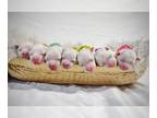 Maltipoo PUPPY FOR SALE ADN-840041 - Holistically Reared Maltipoo Puppies For