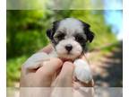 Havamalt PUPPY FOR SALE ADN-840034 - Holistically Reared Havamalt Puppies