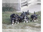 Basset Hound PUPPY FOR SALE ADN-839956 - BEAUTIFUL BASSET PUPPIES