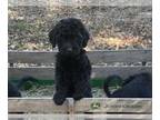 Rottle PUPPY FOR SALE ADN-840295 - Rottle Rottweiler Standard Poodle