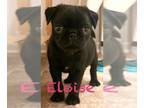 Pug PUPPY FOR SALE ADN-840219 - Pug Puppies Ready Now