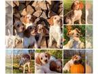 Brittany PUPPY FOR SALE ADN-839948 - Meet our Brittany Family