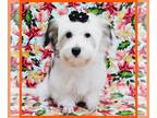 Maltipoo PUPPY FOR SALE ADN-840344 - Barkley