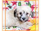 Maltipoo PUPPY FOR SALE ADN-840343 - Axel [phone removed]