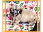 Maltipoo PUPPY FOR SALE ADN-840342 - Sweet Asher [phone removed]
