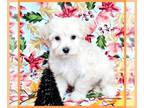 Maltipoo PUPPY FOR SALE ADN-840341 - Maltipoo Arthur [phone removed]