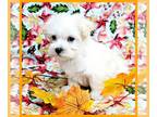 Maltipoo PUPPY FOR SALE ADN-840339 - Sweet Anthony is looking for his Forever
