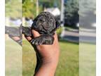 Cane Corso PUPPY FOR SALE ADN-840334 - Beautiful in Black