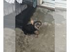 Yorkshire Terrier PUPPY FOR SALE ADN-840150 - Yorkshire terrier puppies