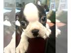 Boston Terrier PUPPY FOR SALE ADN-840331 - Boston Terrier Puppies