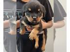 Rottweiler PUPPY FOR SALE ADN-840326 - Female Rottweiler Puppy