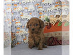 Cavapoo PUPPY FOR SALE ADN-840324 - Female Toy Cavapoo