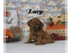 Cavapoo PUPPY FOR SALE ADN-840323 - Toy Cavapoo female
