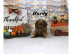 Cavapoo PUPPY FOR SALE ADN-840322 - Toy Cavapoo male