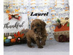 Cavapoo PUPPY FOR SALE ADN-840321 - Toy Cavapoo male