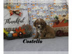 Cavapoo PUPPY FOR SALE ADN-840320 - Cute male