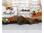 Cavapoo PUPPY FOR SALE ADN-840319 - Pretty Red boy