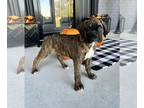 Boxer PUPPY FOR SALE ADN-840315 - Boxer AKC