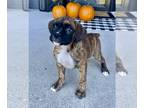 Boxer PUPPY FOR SALE ADN-840313 - Boxer AKC