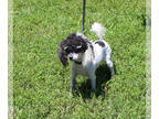 Poodle (Toy) PUPPY FOR SALE ADN-840308 - Tiny Teacup Parti Female Poodle