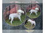 Poodle (Toy) PUPPY FOR SALE ADN-840307 - AKC Cream female