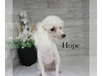 Poodle (Toy) PUPPY FOR SALE ADN-840306 - AKC Female