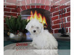 Poodle (Toy) PUPPY FOR SALE ADN-840305 - White Female Toy Poodle