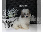 Poodle (Miniature) PUPPY FOR SALE ADN-840304 - APRI Male Parti