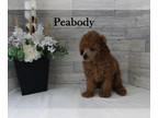 Poodle (Toy) PUPPY FOR SALE ADN-840303 - AKC Toy Poodle
