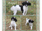 Poodle (Toy) PUPPY FOR SALE ADN-840302 - AKC parti female